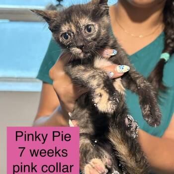 Pinkie Pie -  Domestic Short Hair Cat Available for Adoption in Tampa, Florida - Pinkie Pie | PetCurious