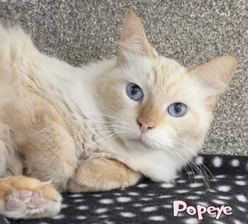 Popeye -  Domestic Short Hair Cat for Adoption in Mason, Michigan - Popeye | PetCurious