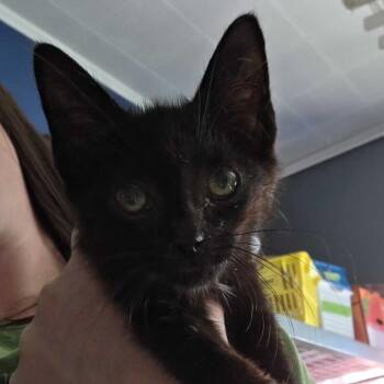 Meowser -  Domestic Short Hair Cat for Adoption in Summerlee, West Virginia - Meowser | PetCurious
