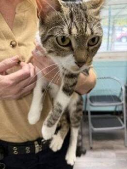 Clara (TAS) -  Domestic Short Hair Cat for Adoption in Trenton, New Jersey - Clara (TAS) | PetCurious