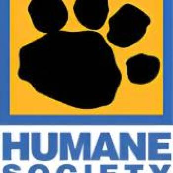 Domestic Short Hair Cats Available for Adoption - Tigger | PetCurious