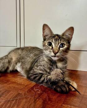 Esmeralda -  Domestic Medium Hair Cat for Adoption - Esmeralda | PetCurious