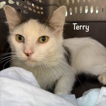 Terry (The forgotten) -  Domestic Long Hair Cat for Adoption in Lancaster, Ohio - Terry (The Forgotten) | PetCurious