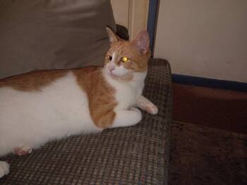 Creamy -  Domestic Short Hair Cat for Adoption in Niles, Michigan - Creamy | PetCurious