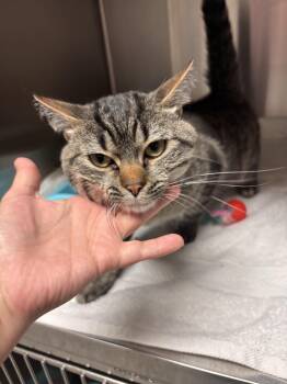 Mason -  Domestic Short Hair Cat for Adoption in Lake Tapwingo, Missouri - Mason | PetCurious