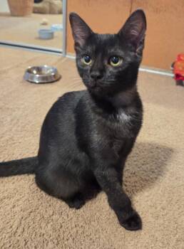 Julia -  Domestic Short Hair Cat for Adoption - Julia | PetCurious