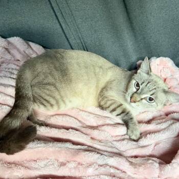 Misty -  Siamese Cat for Adoption in Foley, Alabama - Misty | PetCurious