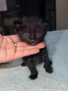 Nick -  Domestic Short Hair Cat for Adoption in Lodi, California - Nick | PetCurious