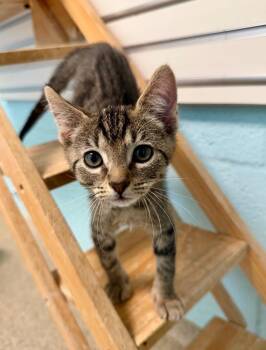 Manchego -  Domestic Short Hair Cat for Adoption in Cape Coral, Florida - Manchego | PetCurious