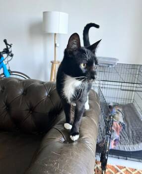 Rescue Domestic Short Hair Cats for Adoption in Sunrise, Florida - Dipper | PetCurious