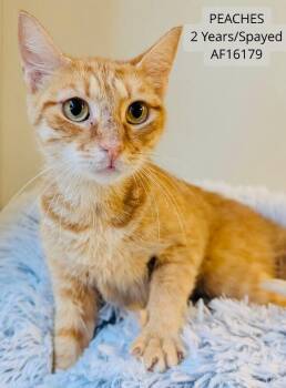 Peaches -  Domestic Short Hair Cat for Adoption - Peaches | PetCurious