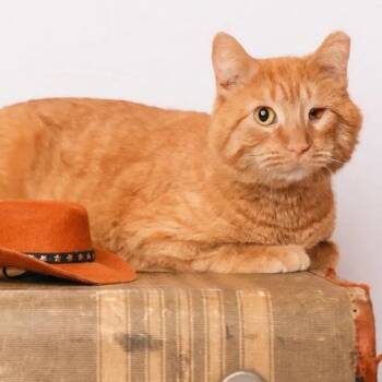 Domestic Short Hair Cats Available for Adoption - Vincent | PetCurious