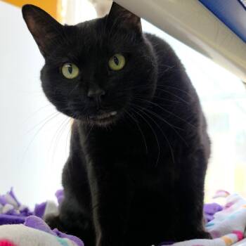 Domestic Short Hair Cats Available for Adoption in Michigan City, Indiana - Sneaks | PetCurious