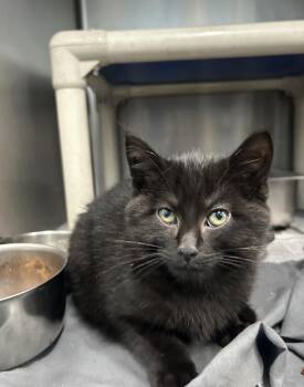 Belladonna -  Domestic Short Hair Cat for Adoption in Evansville, Indiana - Belladonna | PetCurious