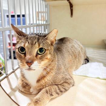 Athena -  Domestic Short Hair Cat for Adoption in Harlingen, Texas - Athena | PetCurious