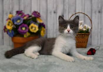 Olivia -  Domestic Long Hair Cat for Adoption in Roanoke, Texas - Olivia | PetCurious