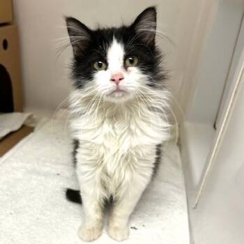 Rescue Domestic Medium Hair Cats for Adoption - Flash | PetCurious