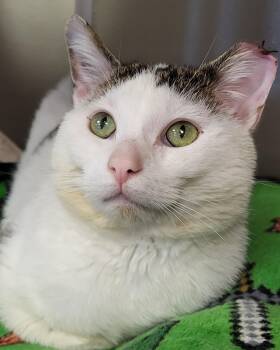 Domestic Short Hair Cats Available for Adoption in Grayslake, Illinois - Rex Manning | PetCurious