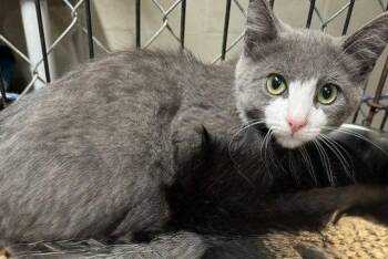 Gandy -  Domestic Short Hair Cat for Adoption in Apollo, Pennsylvania - Gandy | PetCurious