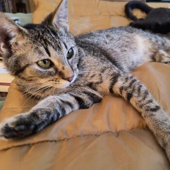 Domestic Short Hair Cats Available for Adoption - Tedi | PetCurious