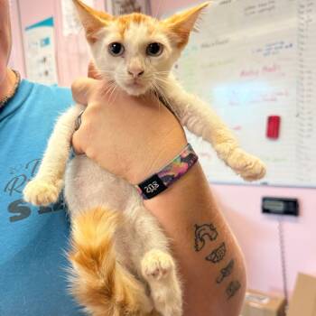 Rescue Domestic Short Hair Cats for Adoption in Port Richey, Florida - Gomez | PetCurious