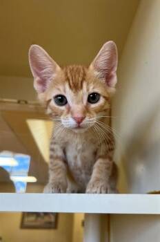 SUNNY -  Domestic Short Hair Cat for Adoption in Thousand Palms, California - SUNNY | PetCurious