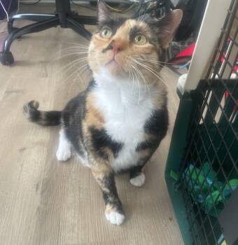 Olivia -  Domestic Short Hair Cat for Adoption in Avon, New York - Olivia | PetCurious