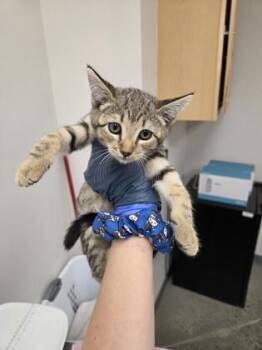 Red Mill -  Domestic Short Hair Cat for Adoption in Sacramento, California - Red Mill | PetCurious