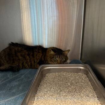 Domestic Short Hair Cats Available for Adoption in Englewood, Florida - Moose | PetCurious
