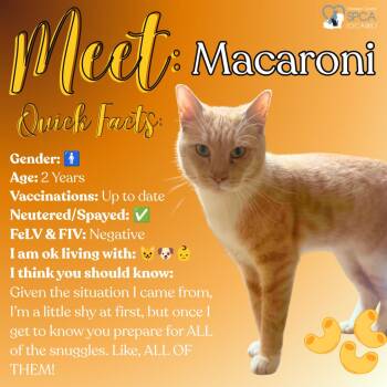 Macaroni -  Tiger Cat for Adoption in Fulton, New York - Macaroni | PetCurious