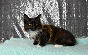 Ruby -  Domestic Medium Hair and Domestic Short Hair Cat for Adoption in Yakima, Washington - Ruby | PetCurious