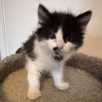Elsie -  Domestic Long Hair Cat for Adoption in Lewisville, Texas - Elsie | PetCurious