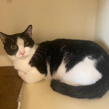Domestic Short Hair Cats Available for Adoption - Monty | PetCurious