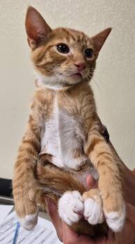 Cordovan -  Domestic Short Hair Cat for Adoption in Christiansburg, Virginia - Cordovan | PetCurious