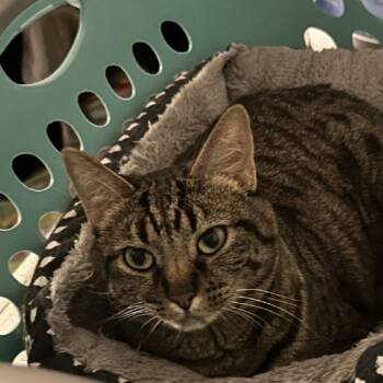 Rescue Domestic Short Hair Cats for Adoption in Tulsa, Oklahoma - Lucy | PetCurious