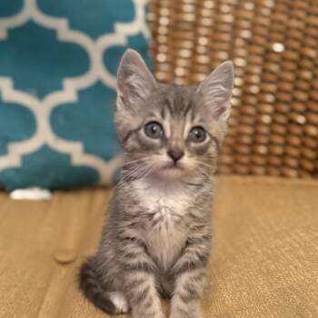 Domestic Short Hair Cats Available for Adoption in Mastic, New York - Archer | PetCurious