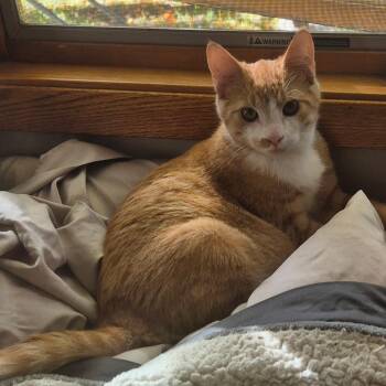 Lewie -  Domestic Short Hair Cat for Adoption in Blaine, Minnesota - Lewie | PetCurious
