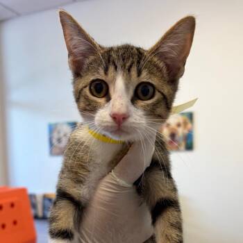 Junior -  Domestic Short Hair Cat for Adoption in Nashville, Tennessee - Junior | PetCurious