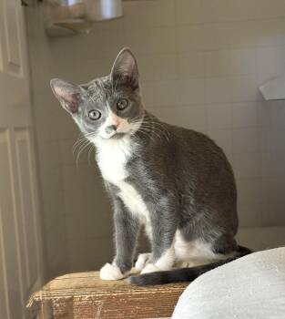 Rescue Domestic Short Hair Cats for Adoption in New Smyrna Beach, Florida - Tiana | PetCurious