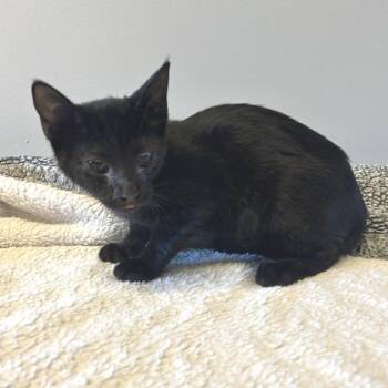 IVHS-Stray-142776 -  Domestic Short Hair Cat for Adoption in San Gabriel, California - IVHS-Stray-142776 | PetCurious