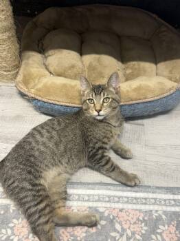 Banner -  Tabby Cat for Adoption in Mears, Michigan - Banner | PetCurious