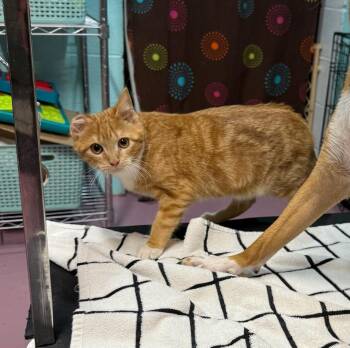 Domestic Short Hair Cats Available for Adoption in Crookston, Minnesota - Tiger | PetCurious