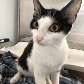 Luxio -  Domestic Short Hair Cat for Adoption in Lakeland, Florida - Luxio | PetCurious