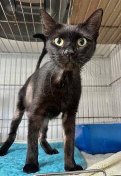 Rescue Domestic Short Hair Cats for Adoption in Key West, Florida - Beth | PetCurious