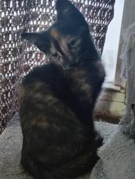 Lily -  Domestic Short Hair Cat for Adoption in Lemont, Illinois - Lily | PetCurious