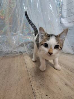 Rescue Domestic Short Hair Cats for Adoption in Shreveport, Louisiana - Corky | PetCurious