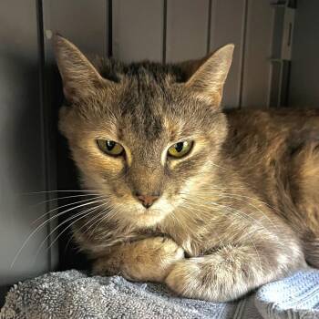 NCI5619 Leila -  Domestic Short Hair Cat for Adoption in Port Washington, New York - NCI5619 Leila | PetCurious