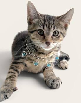 Domestic Short Hair Cats Available for Adoption in Wyandotte, Michigan - LOLLY | PetCurious