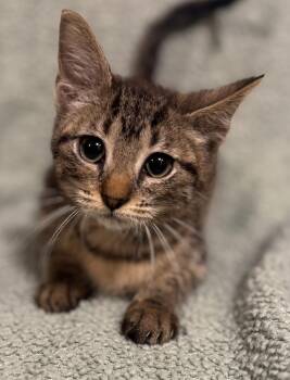 Asiago -  Domestic Short Hair Cat for Adoption in Port Washington, Wisconsin - Asiago | PetCurious