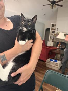 Domestic Short Hair Cats Available for Adoption in Camden, South Carolina - Trout | PetCurious